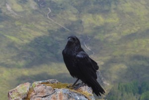 Overlooking the Devils Staircase with my Raven friend from Buachaille Etive Mor June 2015 